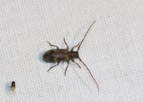 Réf. 187 032 : Exocentrus adspersus